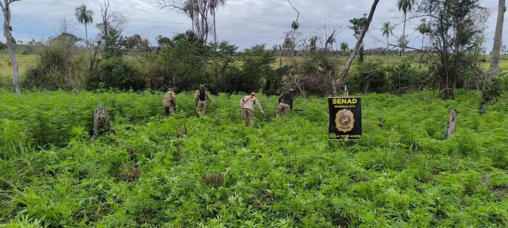 SENAD elimina 12 toneladas de maconha e desmantela infraestrutura de produção em Amambay
