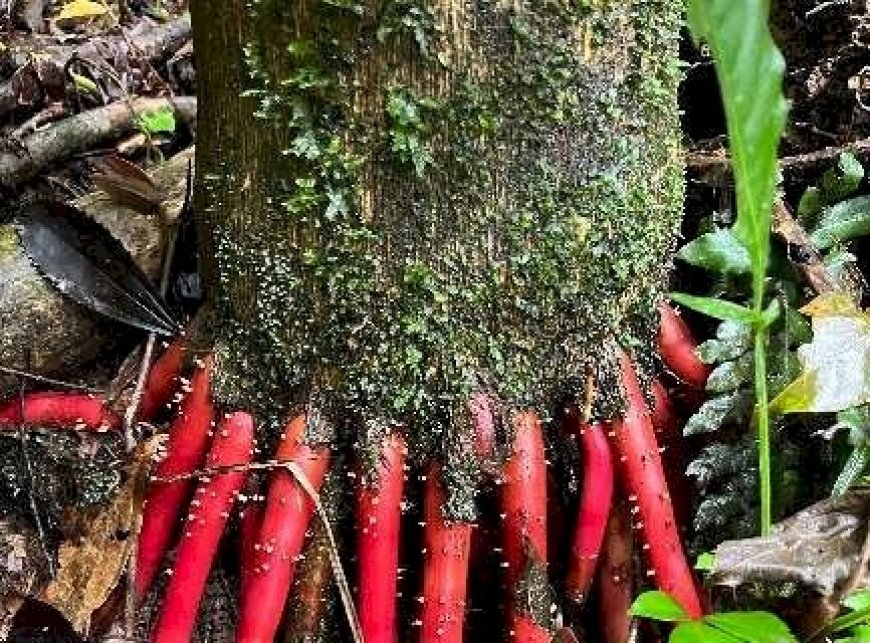 Dupla saiu de MS para escalar uma das montanhas mais difíceis do País