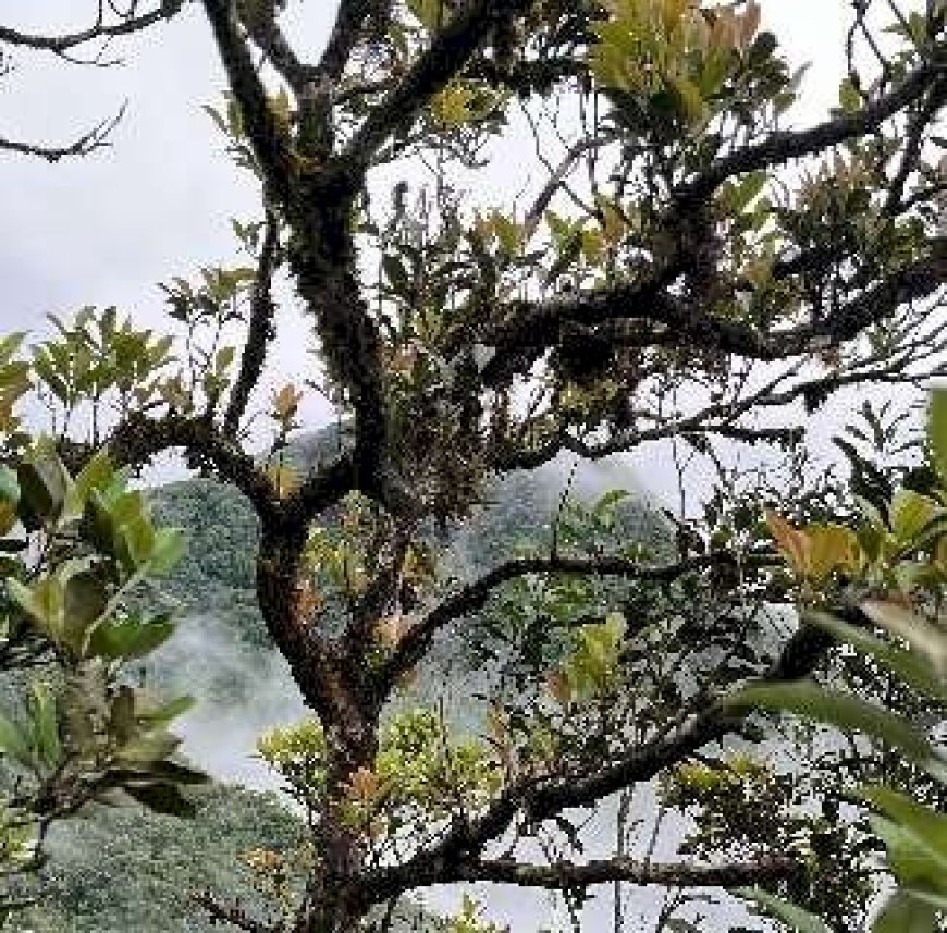 Dupla saiu de MS para escalar uma das montanhas mais difíceis do País